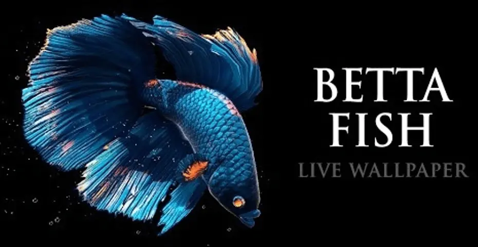 Cài hình nền cá Chọi bơi lội chuyển động như thật với Betta Fish Live